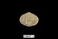 藏品(腕足動物)的圖片